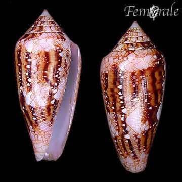 Image of Conus legatus Lamarck 1810