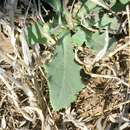 Image of Launaea procumbens (Roxb.) Amin