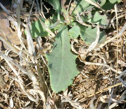 Image of Launaea procumbens (Roxb.) Amin