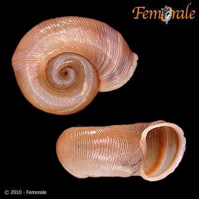 Image of ramshorn snails