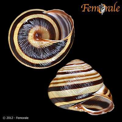 Image of Banded snails