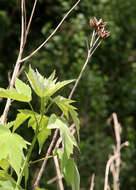 Image of swamp rosemallow