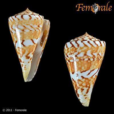 Image of Conasprella Thiele 1929