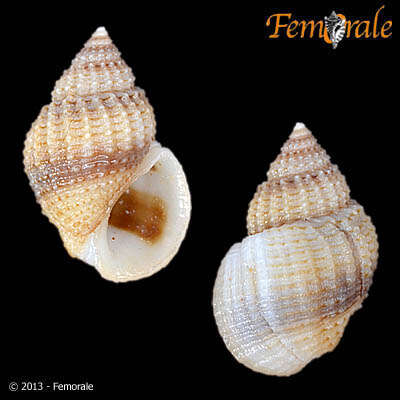 Image of Paludomidae