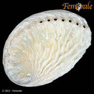 Image of Haliotoidea Rafinesque 1815