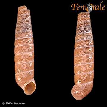 Plancia ëd Urocoptoidea Pilsbry 1898