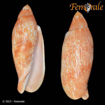 Image of Volutoconus Crosse 1871