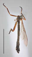 Image of Leptogaster dorsalis Williston 1901