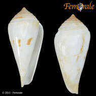 Image of Conasprella Thiele 1929