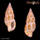Image of Zafrona nebulosa (Gould 1860)