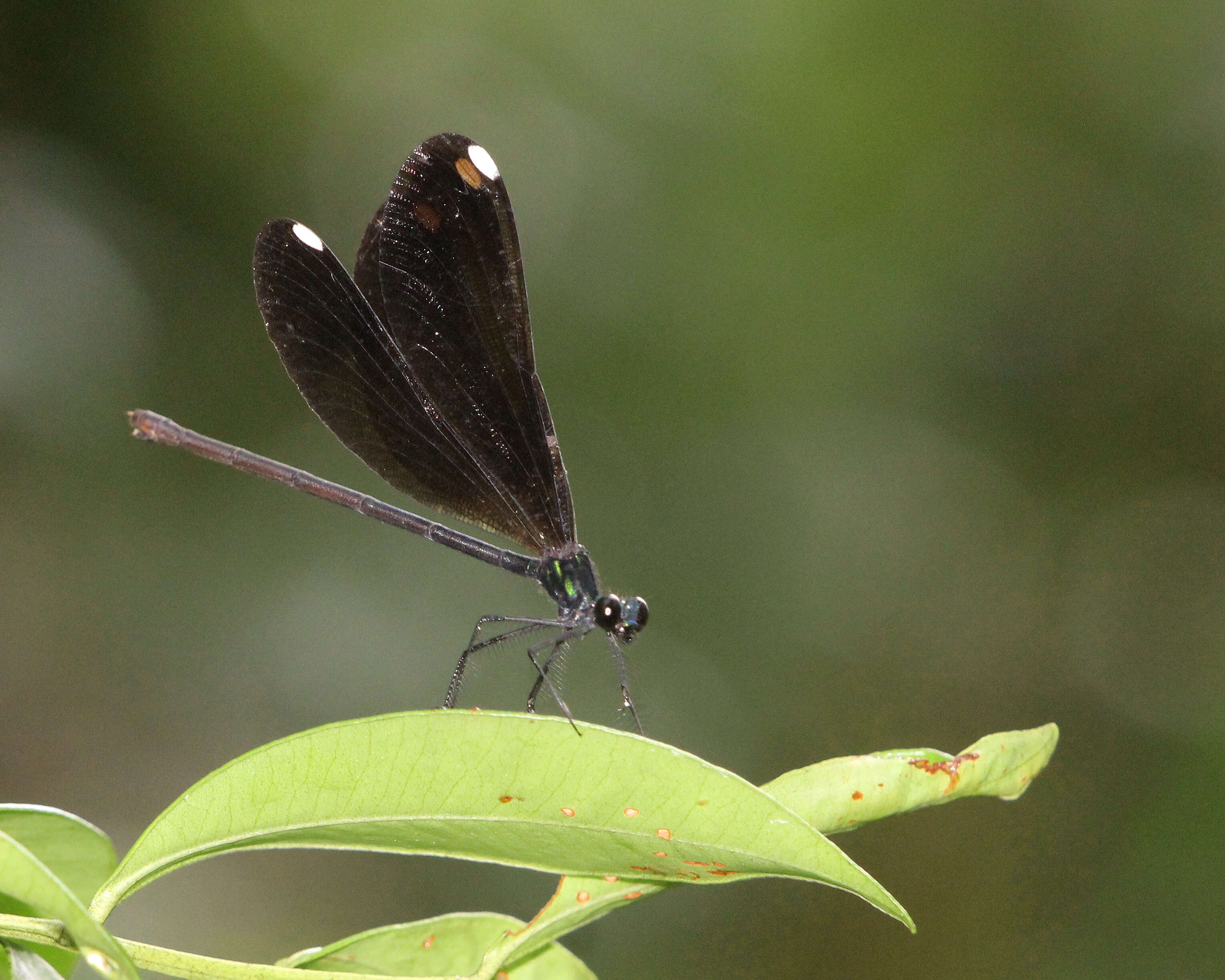 Image of Ebony Jewelwing