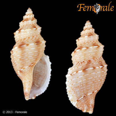 Image of Raphitomidae Bellardi 1875