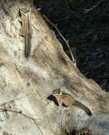 Image of Cliff Chipmunk