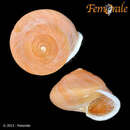 Image of <i>Helicina besckei</i> Pfeiffer 1848