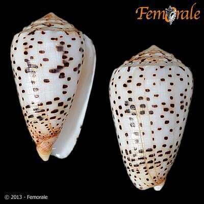 Image of cone snails