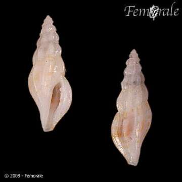 Image of Notocytharella Hertlein & A. M. Strong 1955