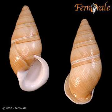 Image of Chrysallis virgata partuloides (Broderip 1841)