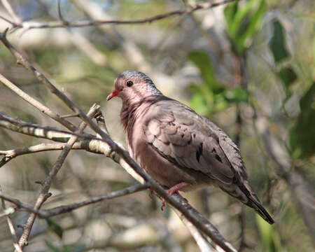 Image of Common Ground Dove