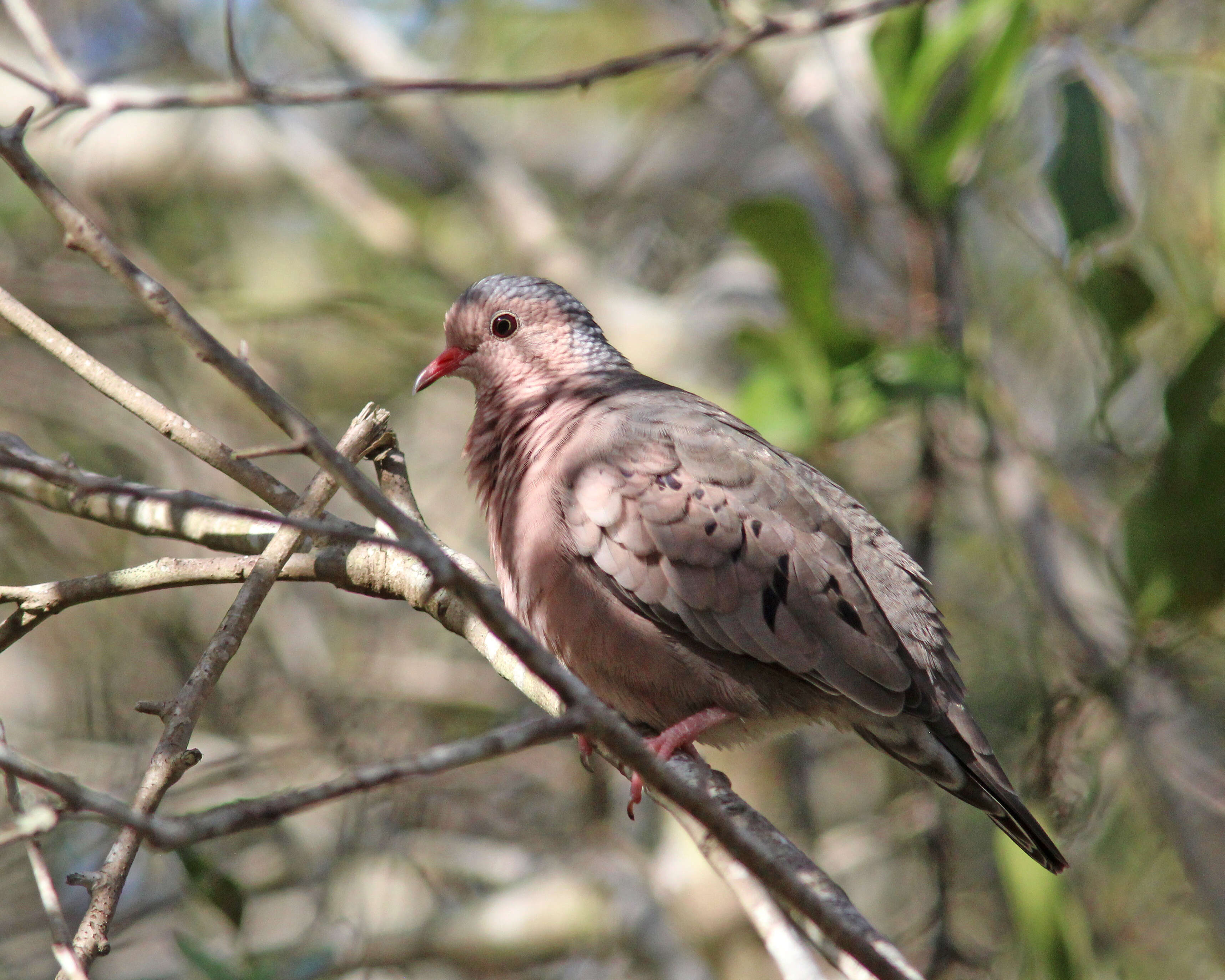 صورة Columbina passerina (Linnaeus 1758)