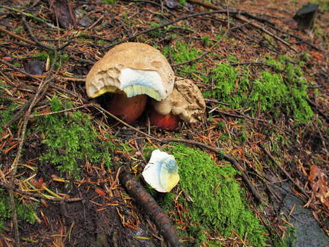 Image of Scarlet-stemmed Bolete