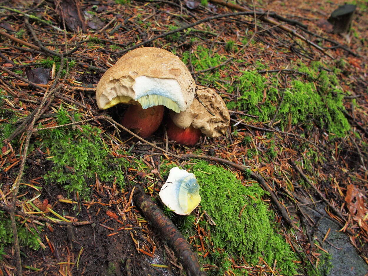 Imagem de Caloboletus calopus (Pers.) Vizzini 2014