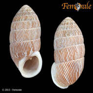 Image of Cerionidae