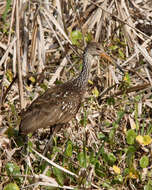 Image of limpkins