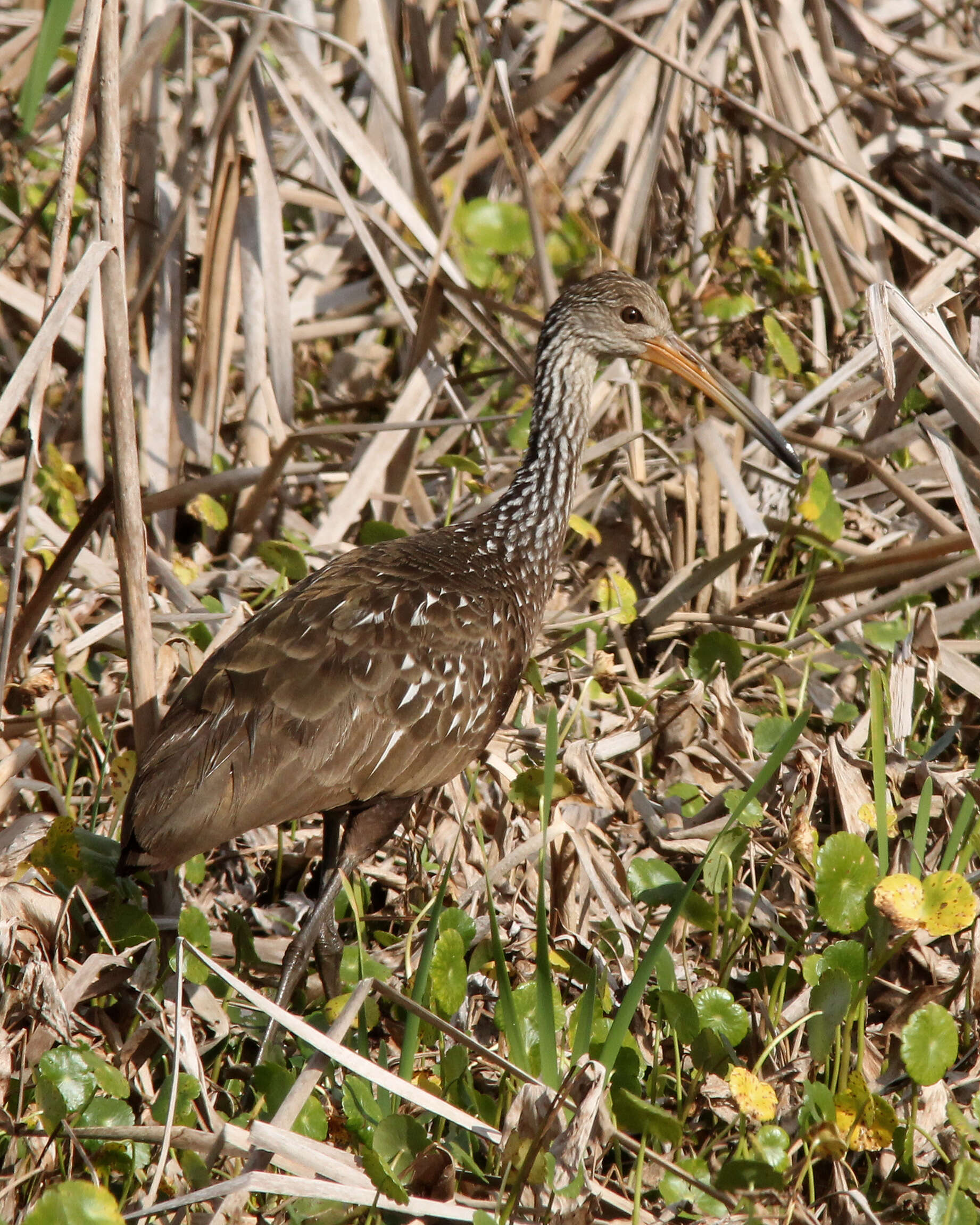 Image of limpkins