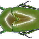 Image of Ischiopsopha olivacea (Thomson 1860)