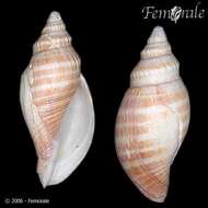 Image of Scaphella Swainson 1832