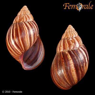 Achatina Lamarck 1799 resmi