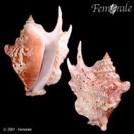 Image of Sinustrombus Bandel 2007
