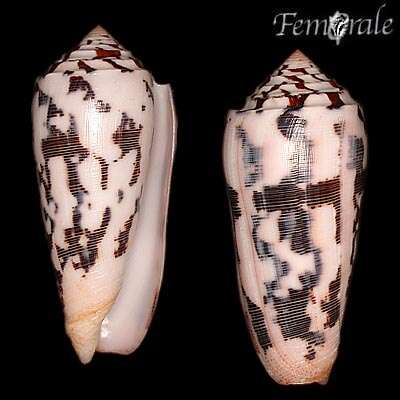 Image of cone snails