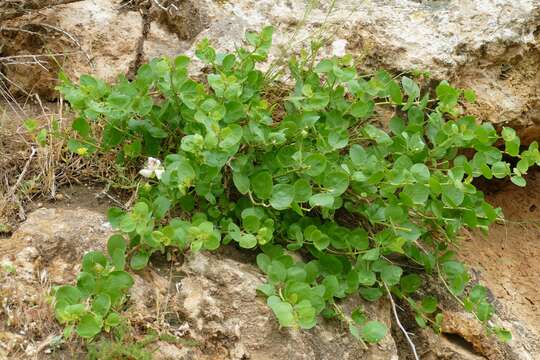 Image of Capparis spinosa subsp. rupestris (Sm.) Nyman