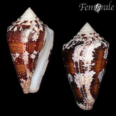 Image of cone snails