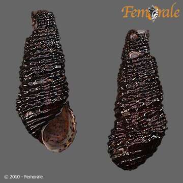 صورة Pachychilidae