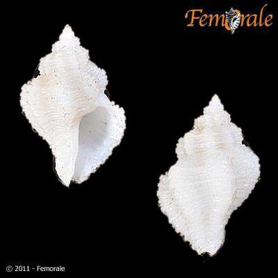 Imagem de Coralliophila parva (E. A. Smith 1877)