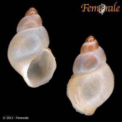 Image of chink snails