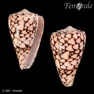 Image of cone snails