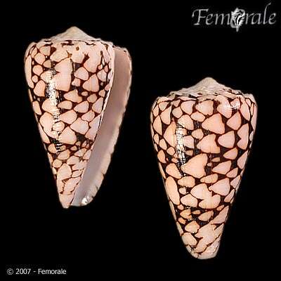 Image of cone snails