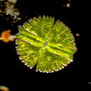 صورة Micrasterias rotata