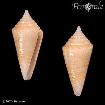 صورة Conus Linnaeus 1758