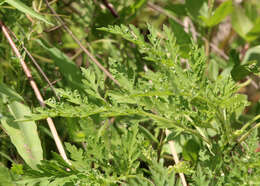 Image of annual ragweed