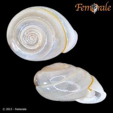 Image of hunter snails