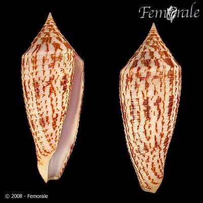 Image de Conus australis Holten 1802