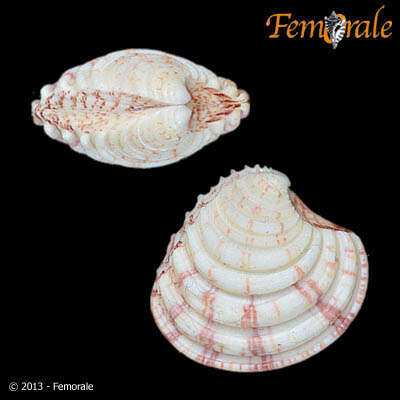 Clausinella Gray 1851 resmi