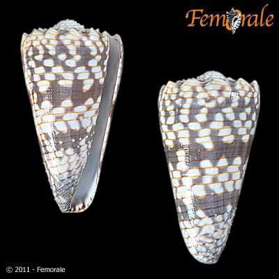 Image de Conus zonatus Hwass ex Bruguière 1792