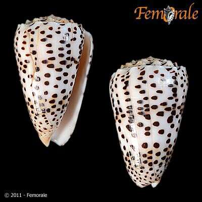 Image of cone snails