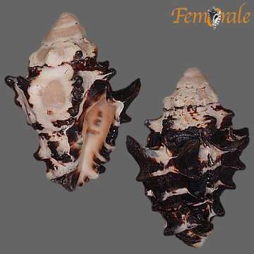 Image of Turbinellidae Swainson 1835