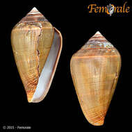 Image of Conus unifasciatus Kiener 1850